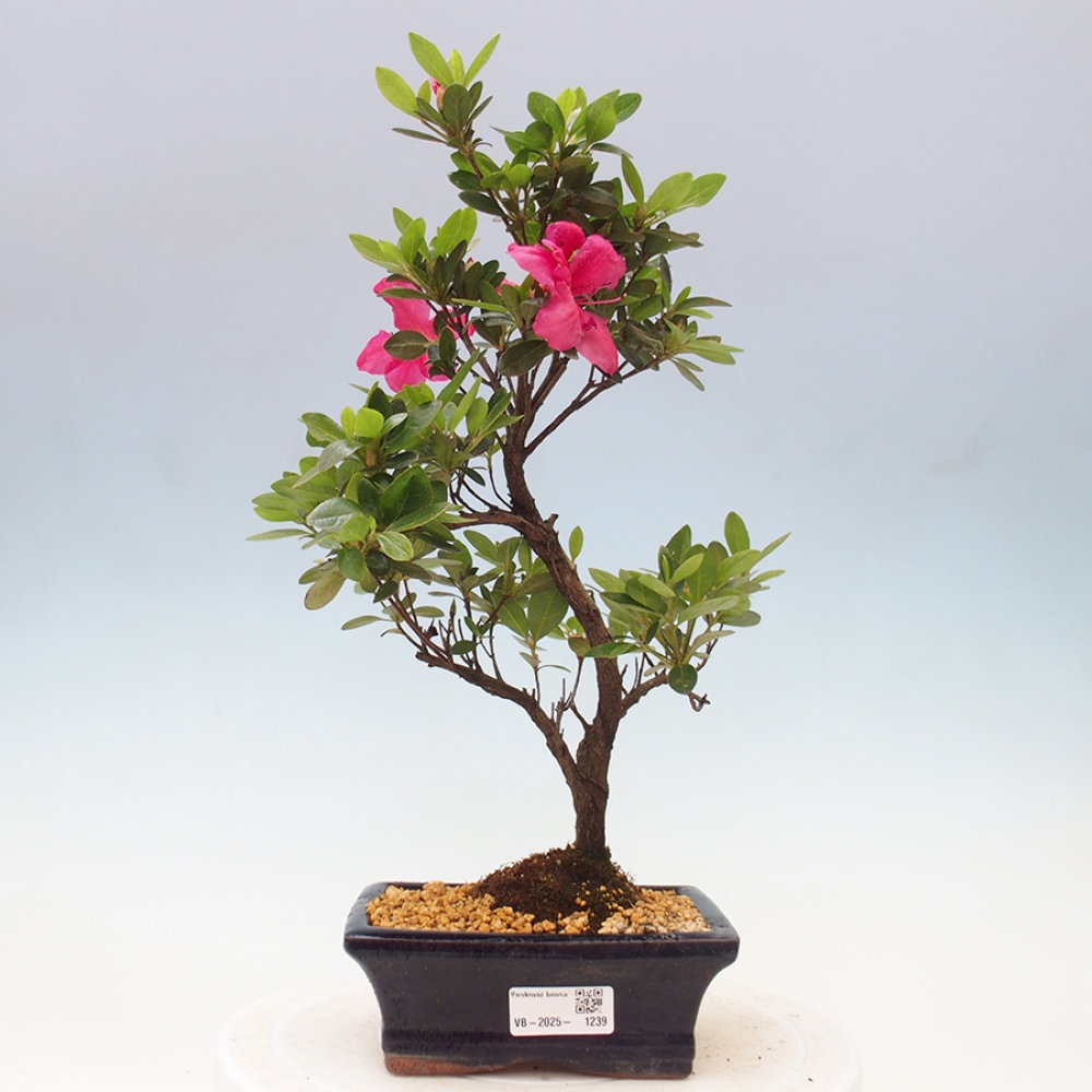 Bonsai im Freien - Japanische Azalee - Azalea sp.