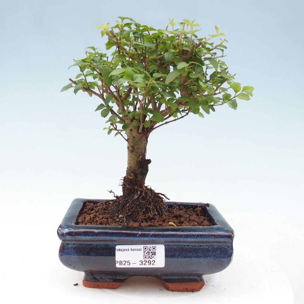 Zimmer Bonsai -Ligustrum chinensis - Vogelschnabel