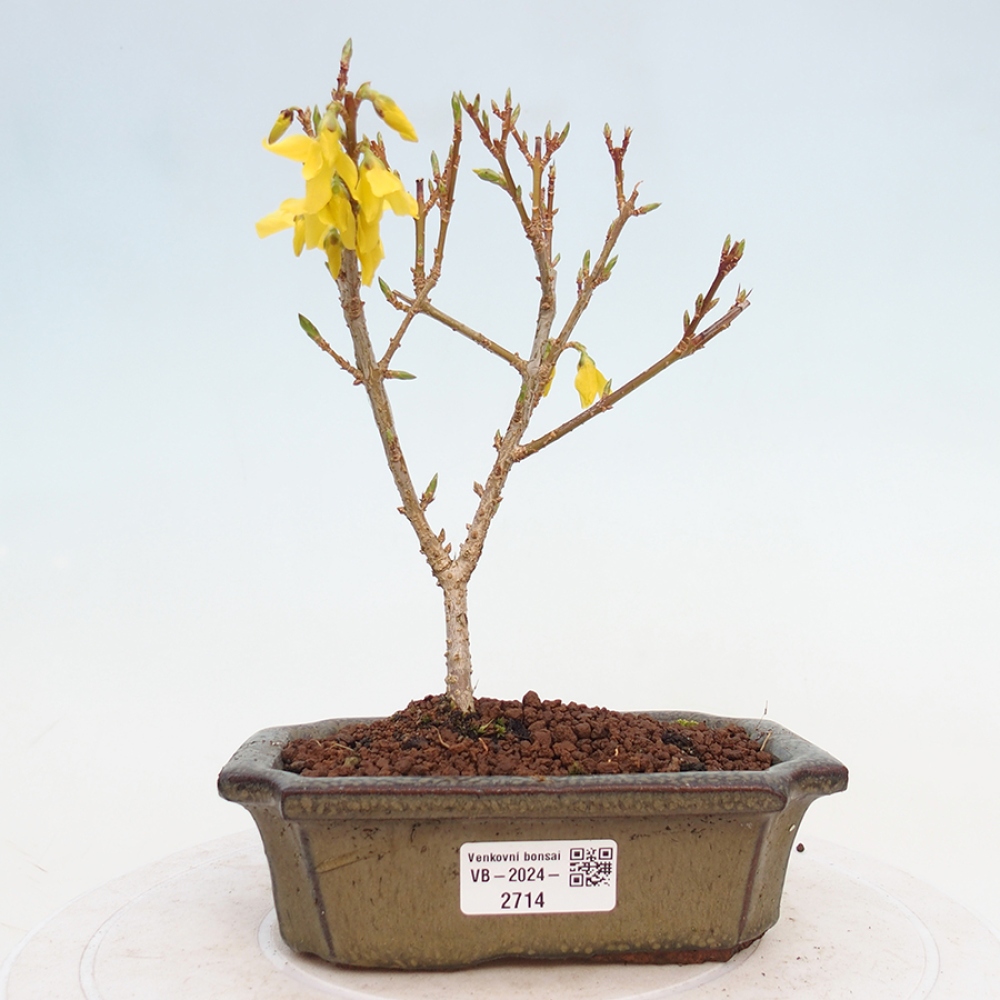 Bonsai im Freien - Forsythie - Forsythia intermedia 