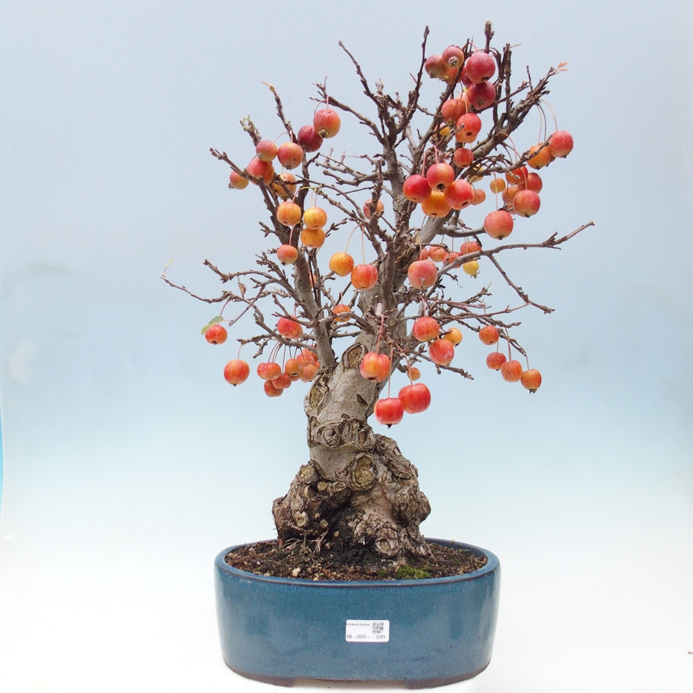 Bonsai im Freien - Malus halliana - Kleinfruchtiger Apfelbaum