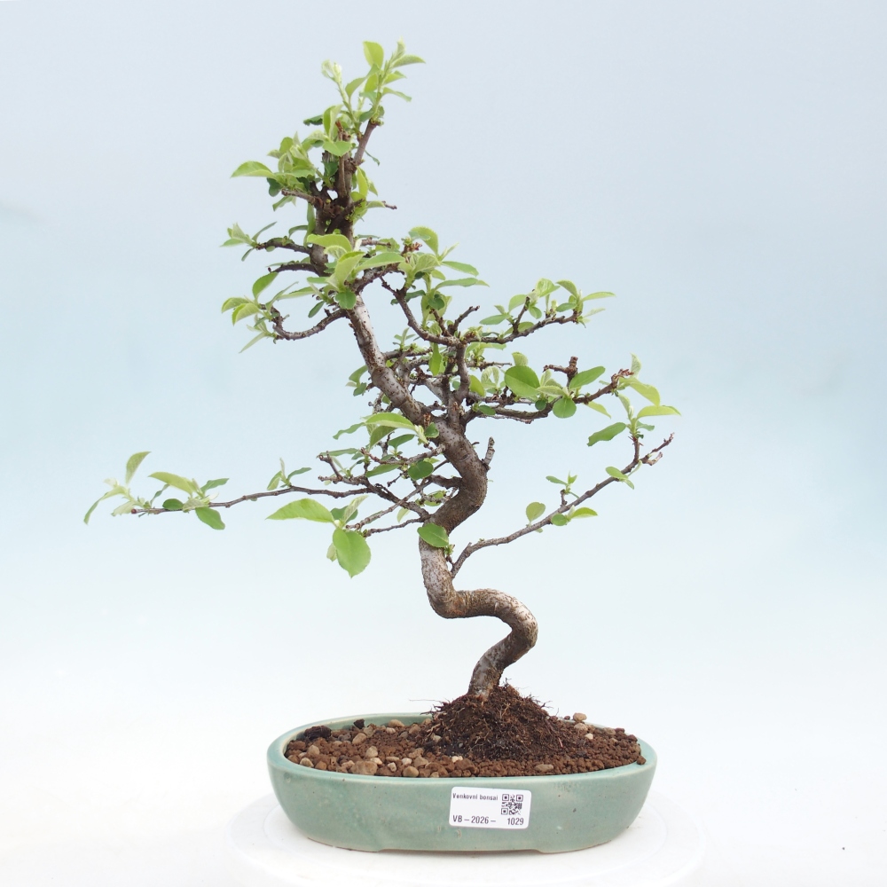 Bonsai für draußen - Chaneomeles chinensis