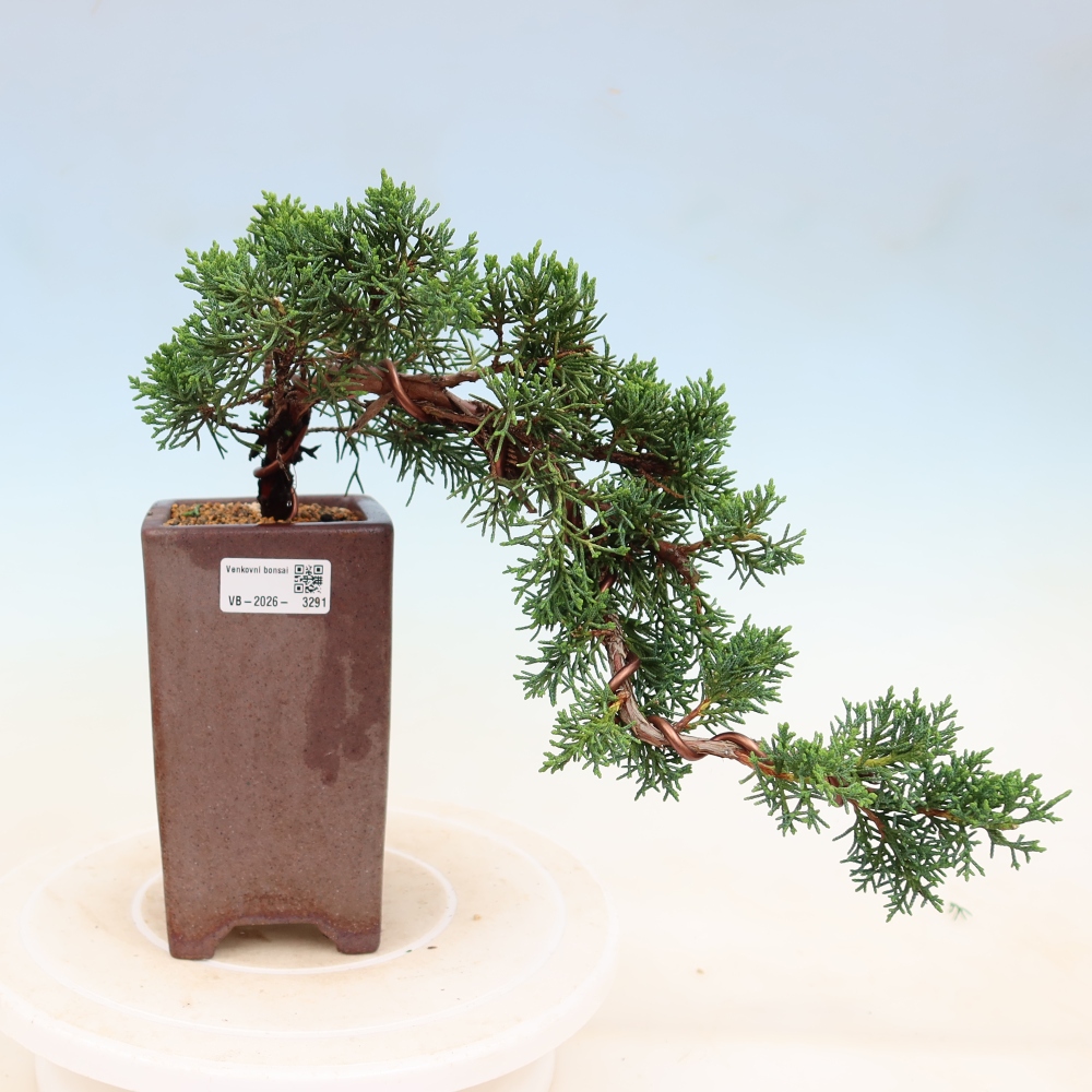Bonsai für draußen - Juniperus chinensis Kishu
