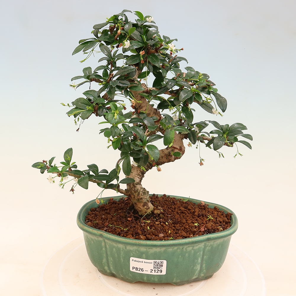 Zimmer-Bonsai - Carmona macrophylla - Tee-Fuki
