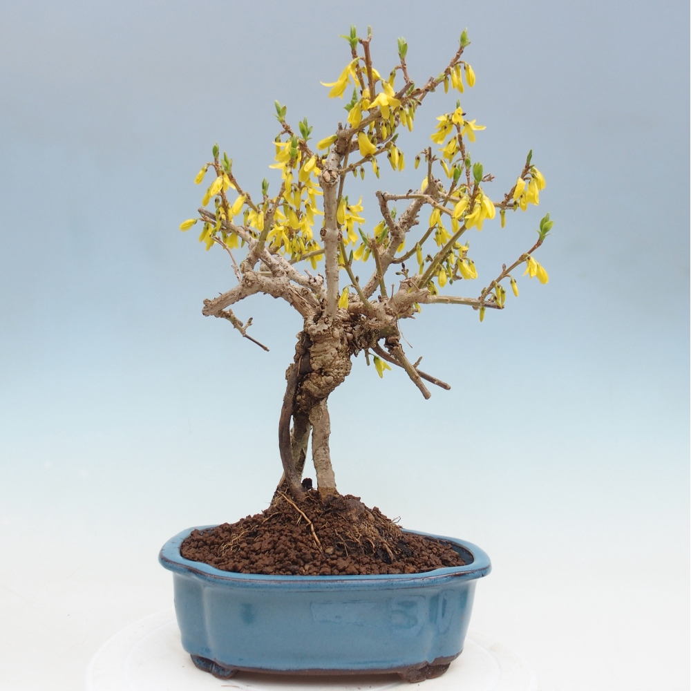 Bonsai für draußen - Zlatice - Forsythia koreana