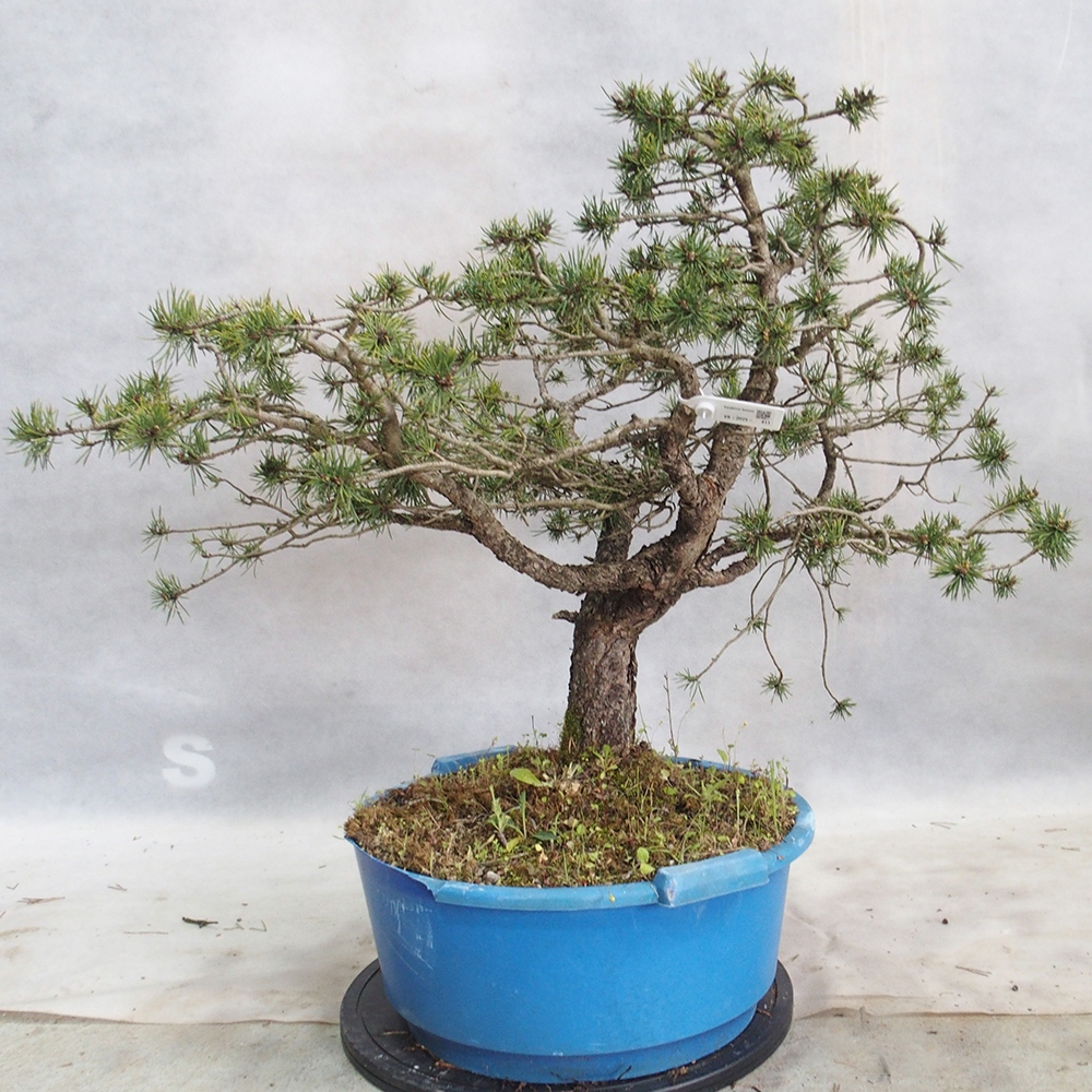 Yamadori - Pinus sylvestris 