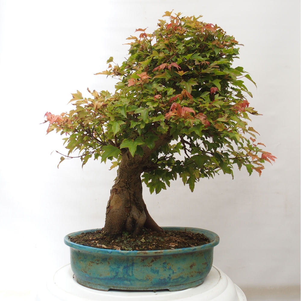 Bonsai im Freien - Ahorn Buergerianum - Burger Maple