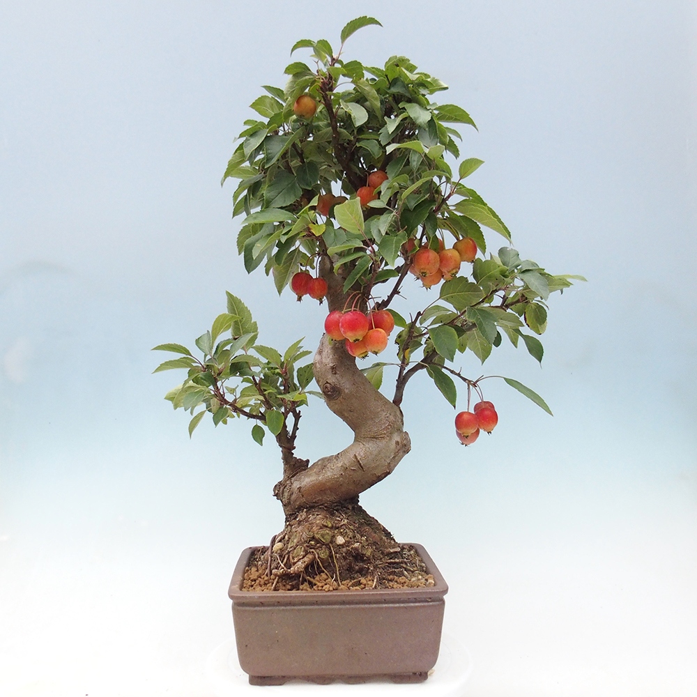 Bonsai im Freien - Malus halliana - Kleinfruchtiger Apfelbaum