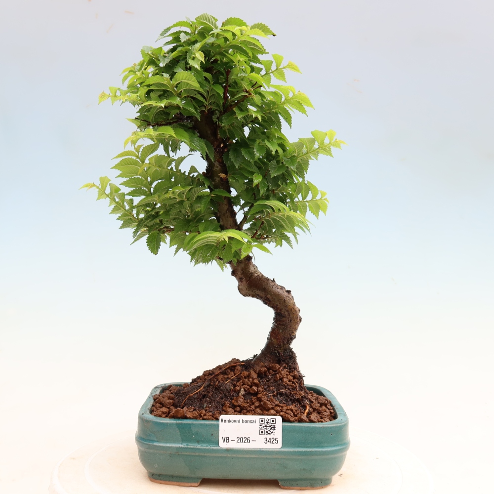 Bonsai für den Außenbereich – Ulmus Jacqueline Hillier – Pappelulme