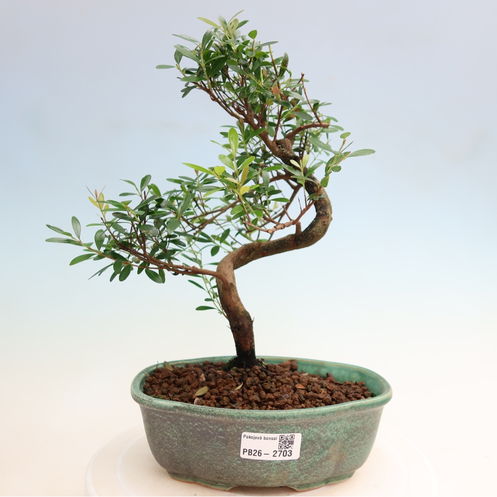 Zimmer Bonsai - Syzygium - Piment