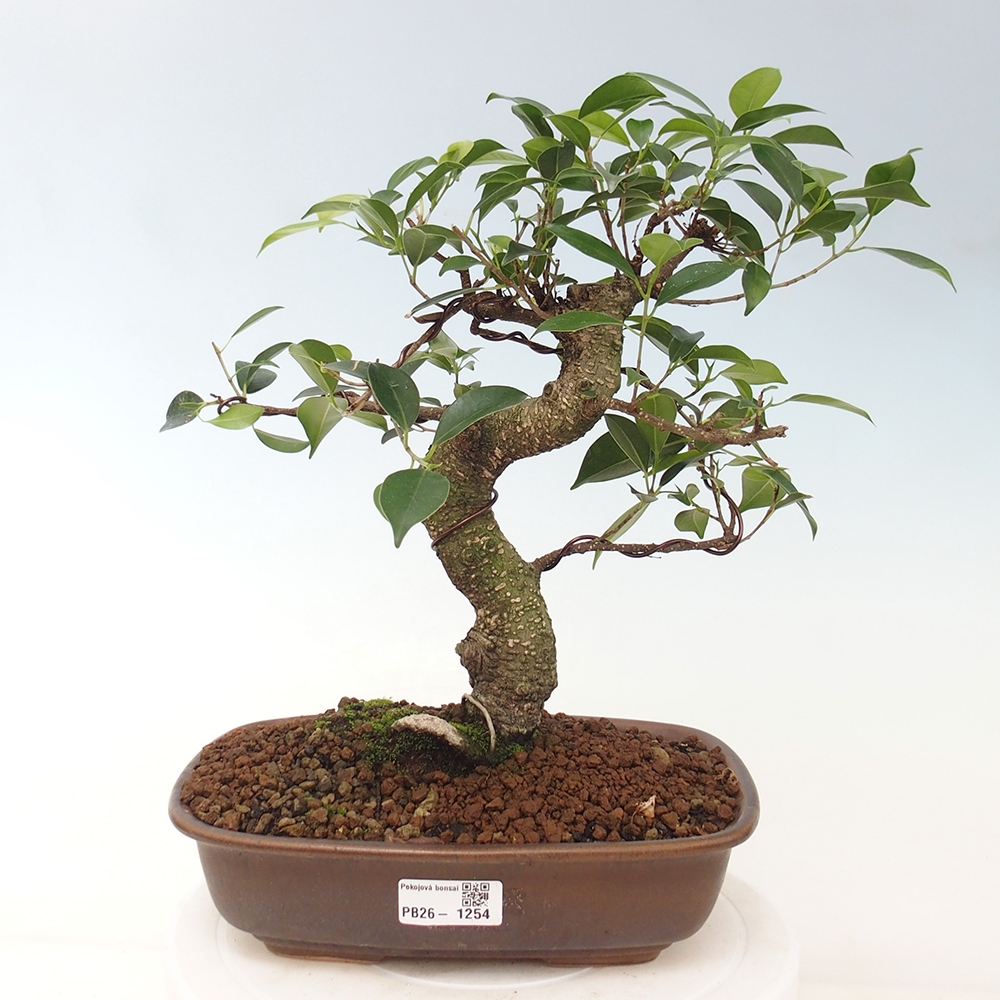 Indoor-Bonsai - Ficus kimmen - kleinblättriger Ficus