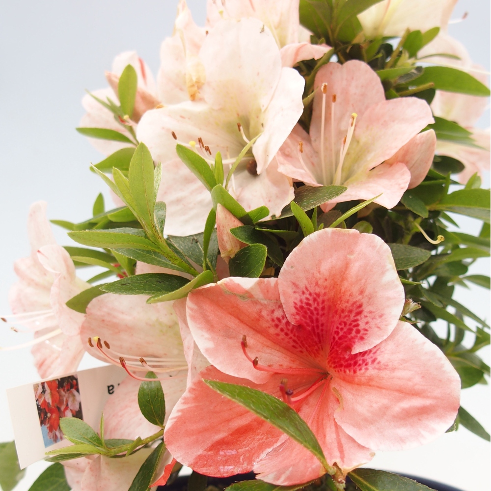 Bonsai im Freien - Japanische Azalee - Azalea Asazakura