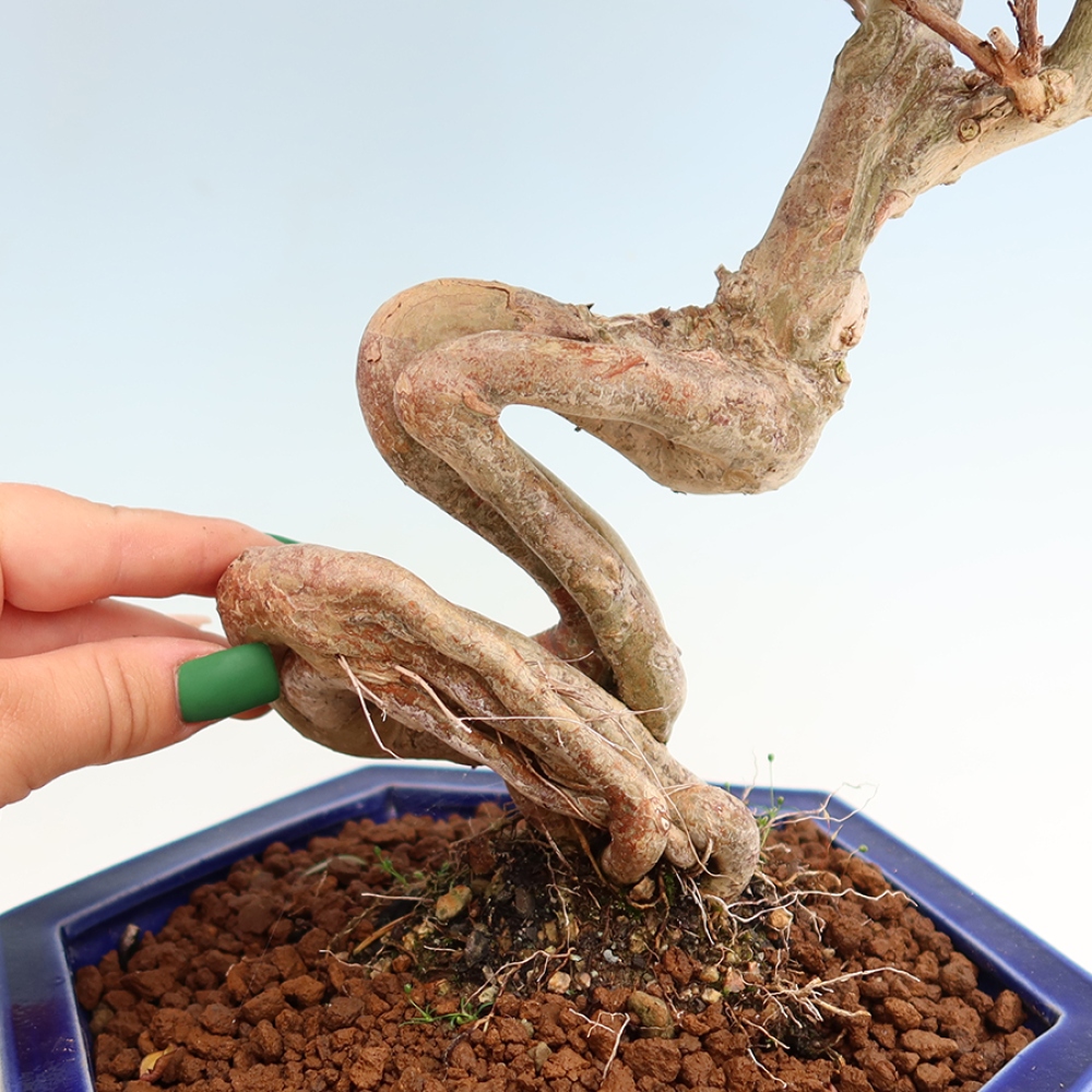 Zimmerbonsai – Lagerstroemia indica – Indischer Flieder