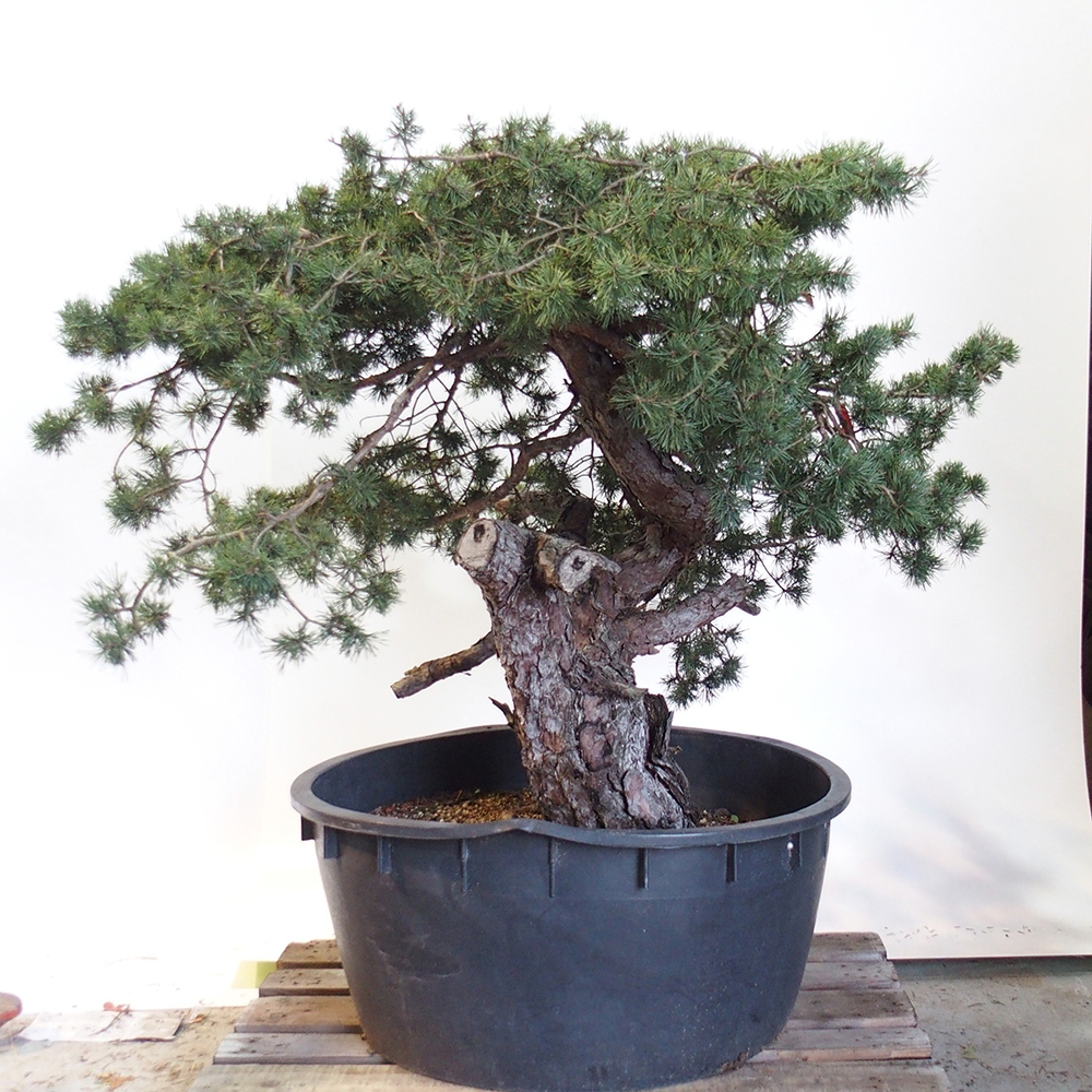 Yamadori - Pinus sylvestris Spanien