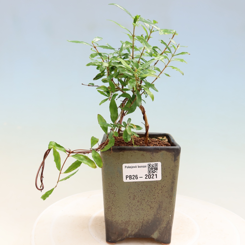 Zimmer-Bonsai-PUNICA granatum nana-Apfel-Granatapfel