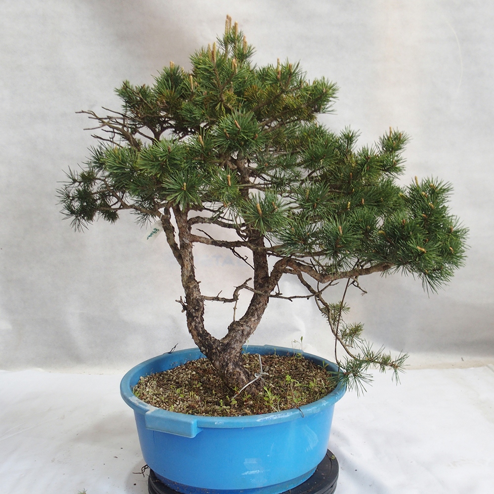 Yamadori - Pinus sylvestris 