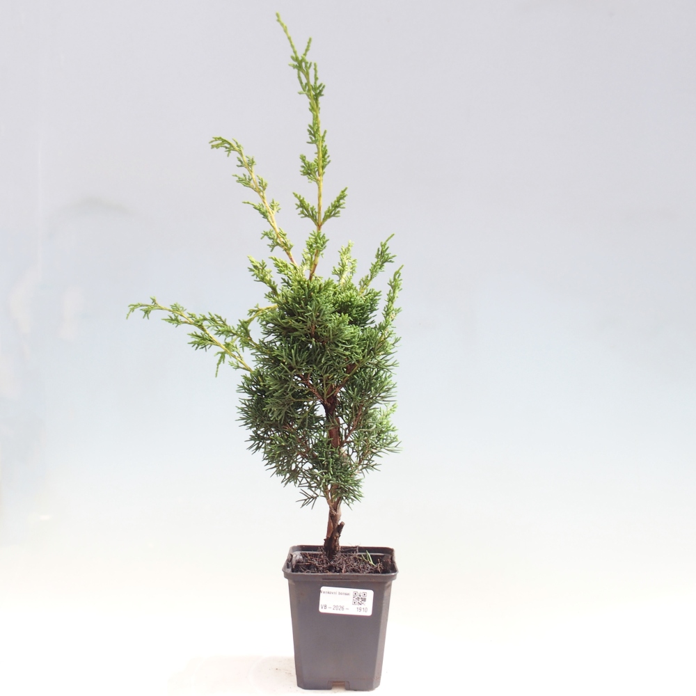 Bonsai für draußen - Juniperus chinensis Kishu