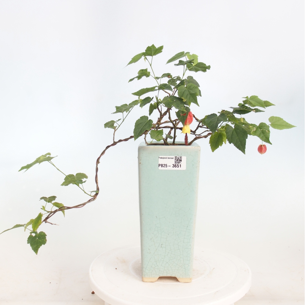 Zimmerbonsai - Abutilon Big Bell - Moltebeere