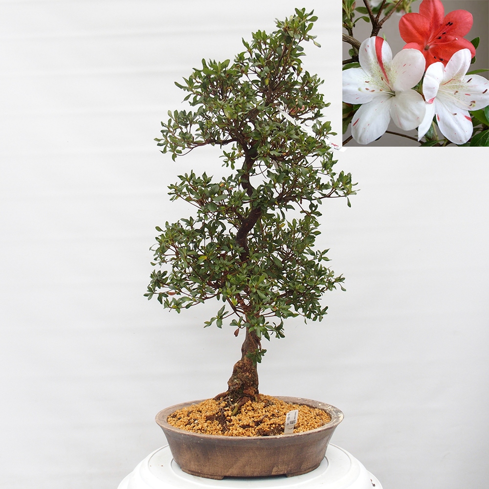 Bonsai für draußen - Japanische Azalee - Azalea Kisshoten