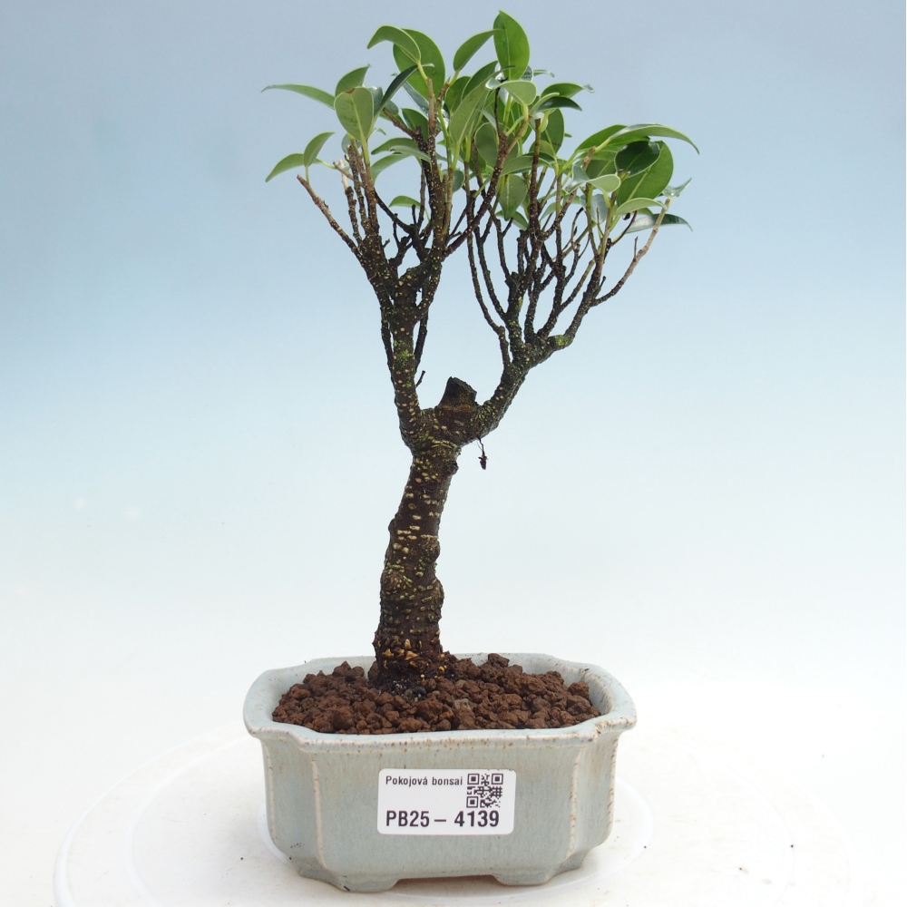 Zimmer Bonsai Ficus retusa kimmen
