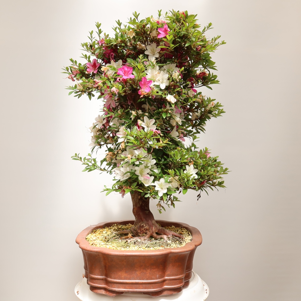 Bonsai für draußen - Japanische Azalee - Azalea Shunen