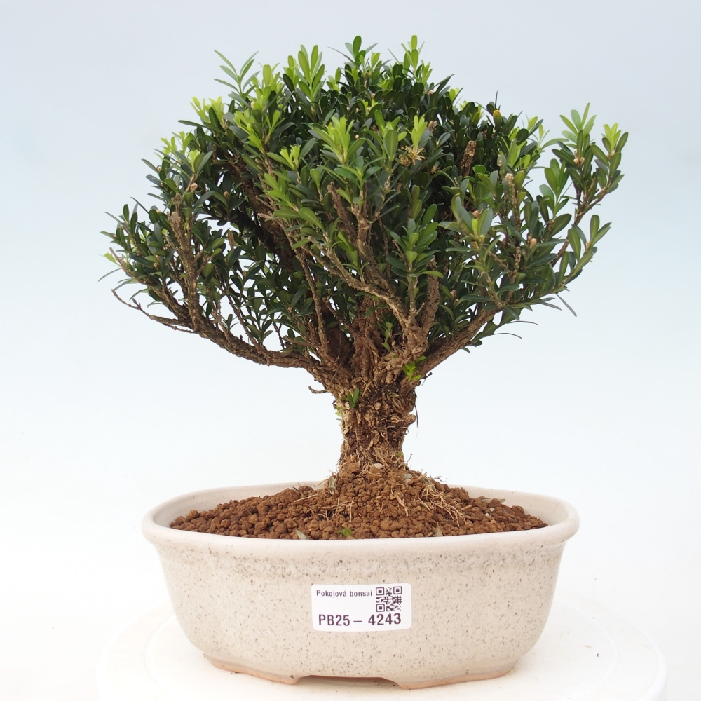 Zimmer Bonsai - Buxus harlandii - Korkbuxus
