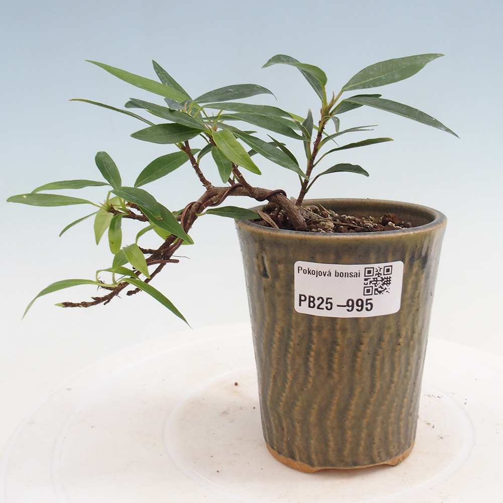 Zimmerbonsai - Ficus nerifolia - kleinblättriger Ficus