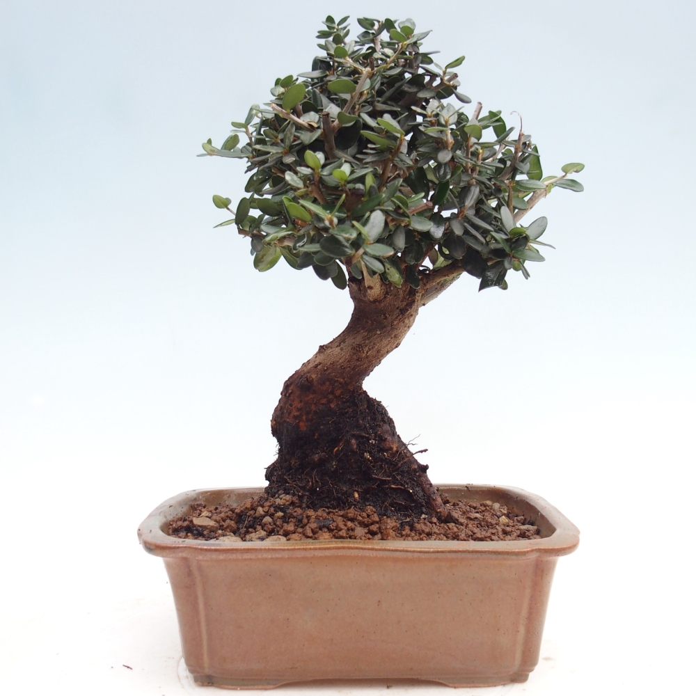 Zimmerbonsai - Olea europaea sylvestris