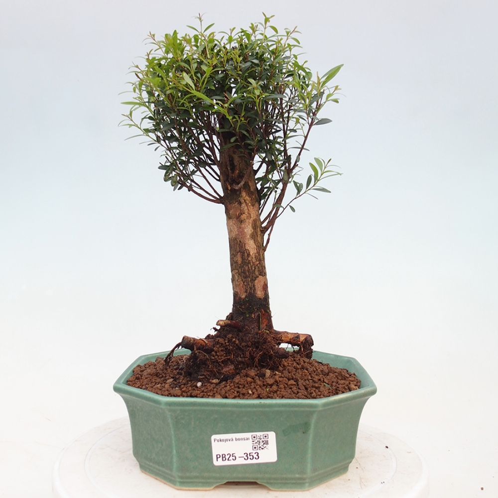 Zimmerbonsai - Syzygium - Piment
