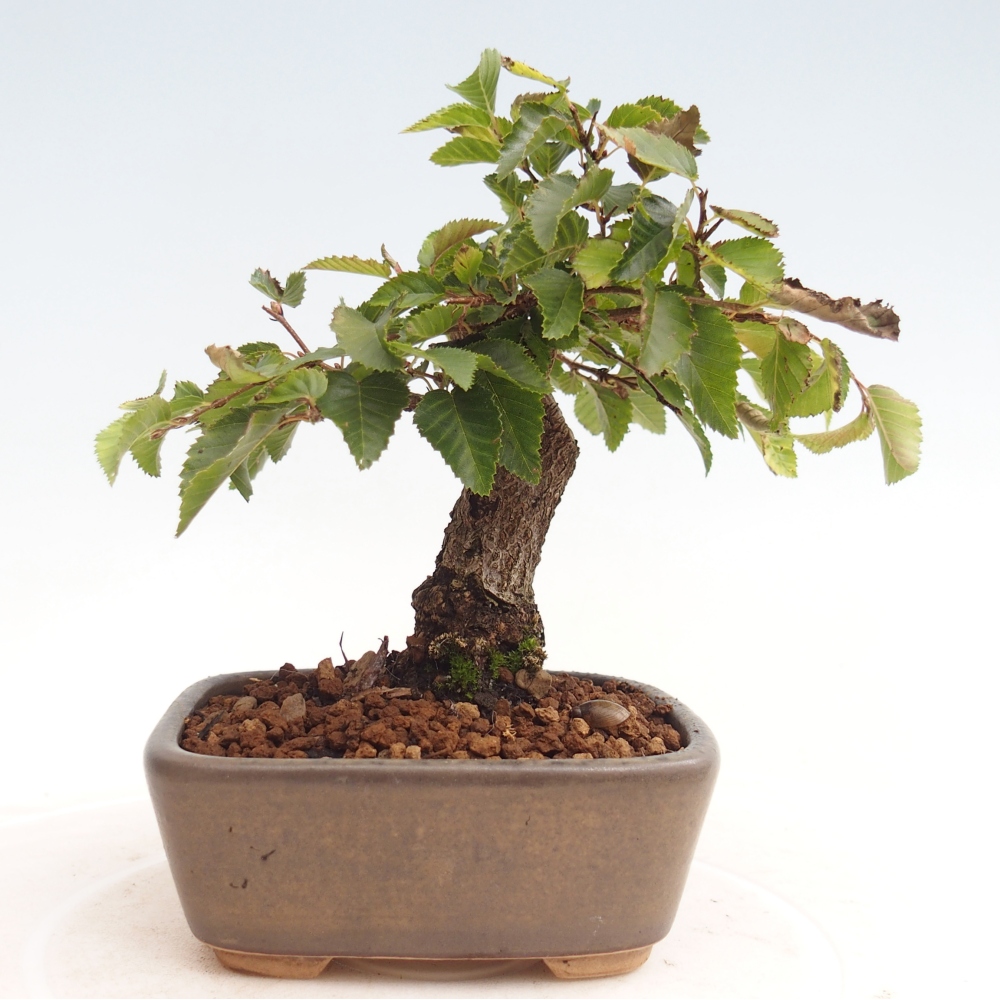 Outdoor-Bonsai -Carpinus CARPINOIDES - Koreanisch Hainbuche