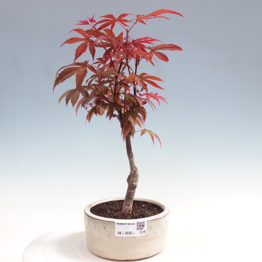 Bonsai für draußen - Acer-Palme. Atropurpureum-Javor palmate