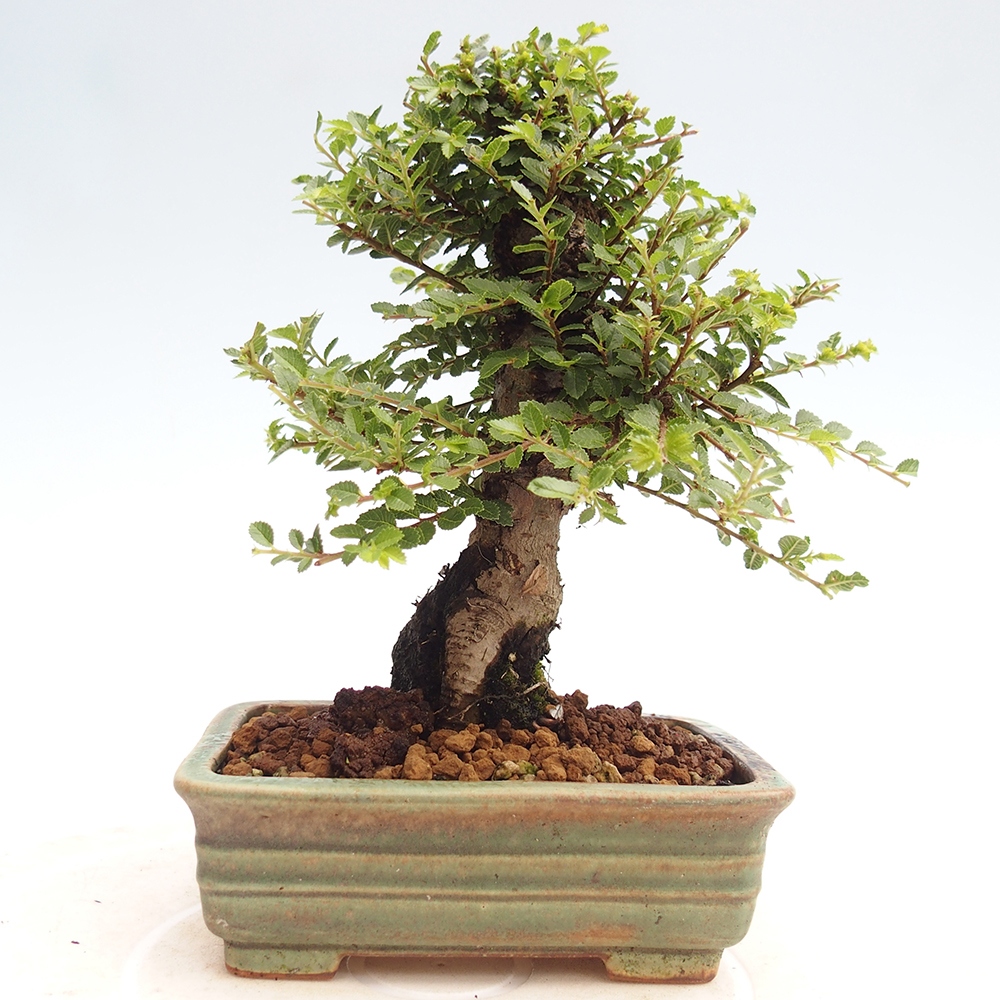 Bonsai im Freien - Ulmus parvifolia Hokkaido - Chinesische Ulme