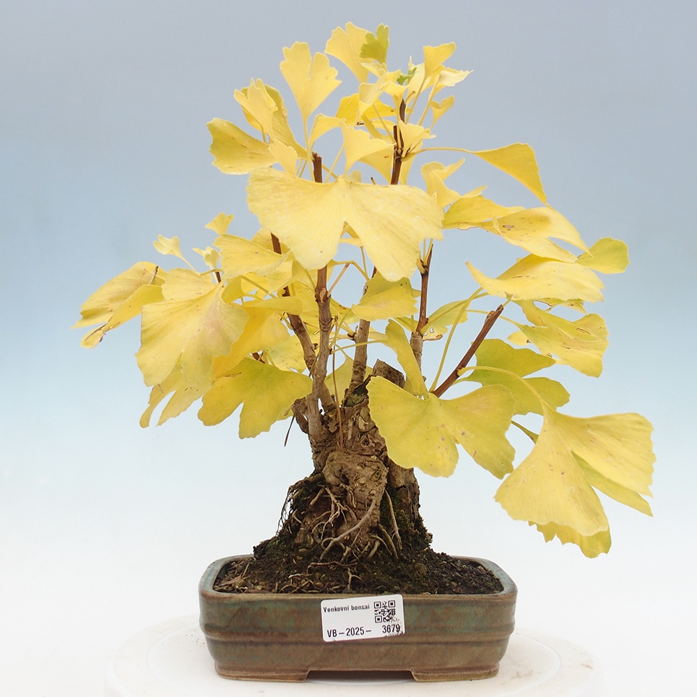 Bonsai im Freien - Ginkgo biloba
