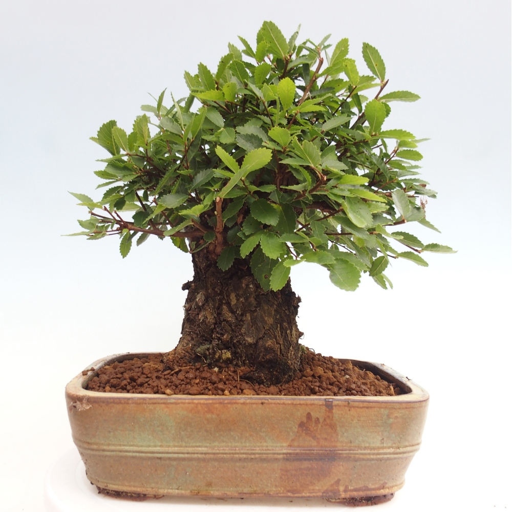 Bonsai im Freien - Zelkova - Zelkova NIRE