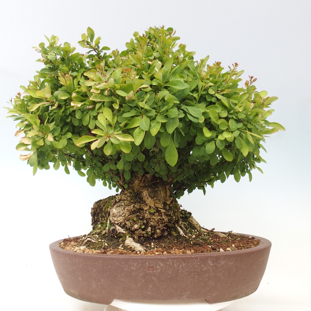 Bonsai für draußen - Berberitze - Berberis thunbergii atropurpurea