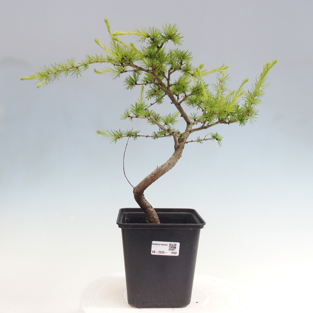 Bonsai für draußen -Larix decidua - Lärche