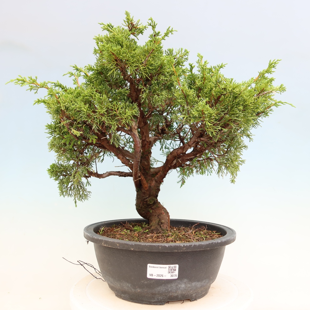 Bonsai für draußen - Juniperus chinensis Itoigawa-Juniperus chinensis