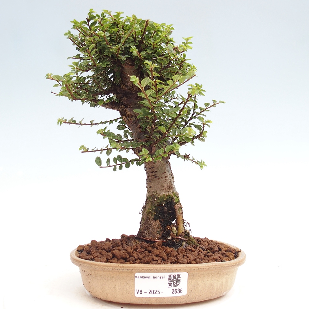 Bonsai im Freien - Ulmus parvifolia Hokkaido - Chinesische Ulme