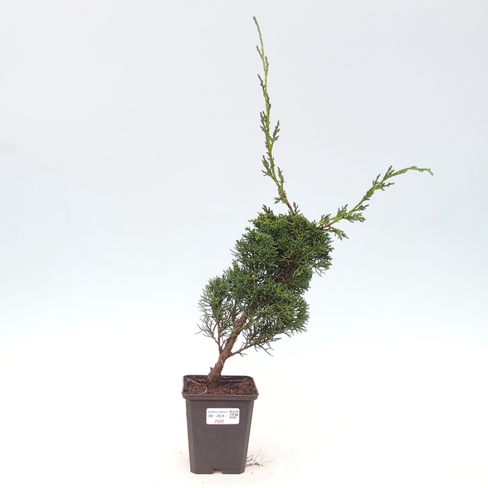 Outdoor-Bonsai - Juniperus chinensis Kishu - Chinesischer Wacholder