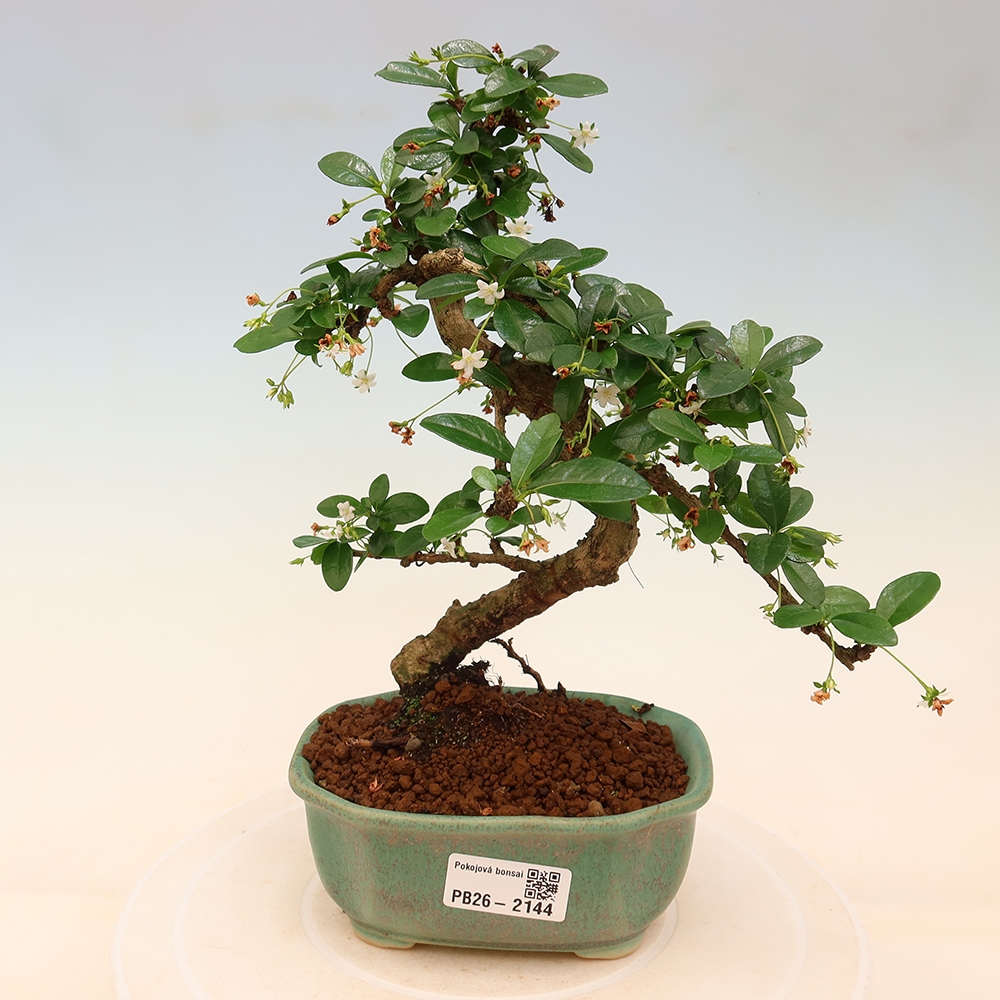 Zimmer-Bonsai - Carmona macrophylla - Tee-Fuki