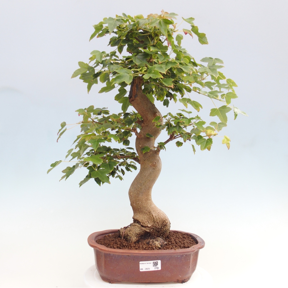 Bonsai im Freien - Ahorn Buergerianum - Burger Maple