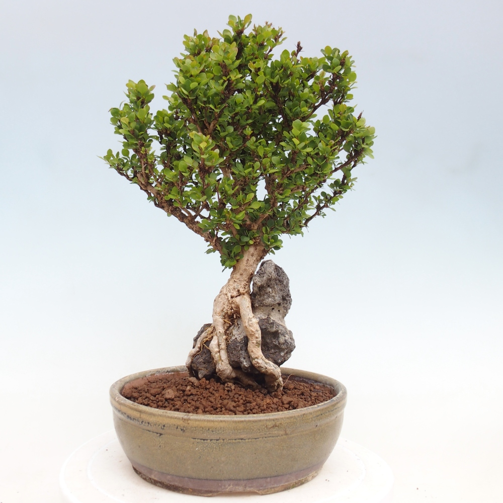 Bonsai für draußen - Berberis coreana