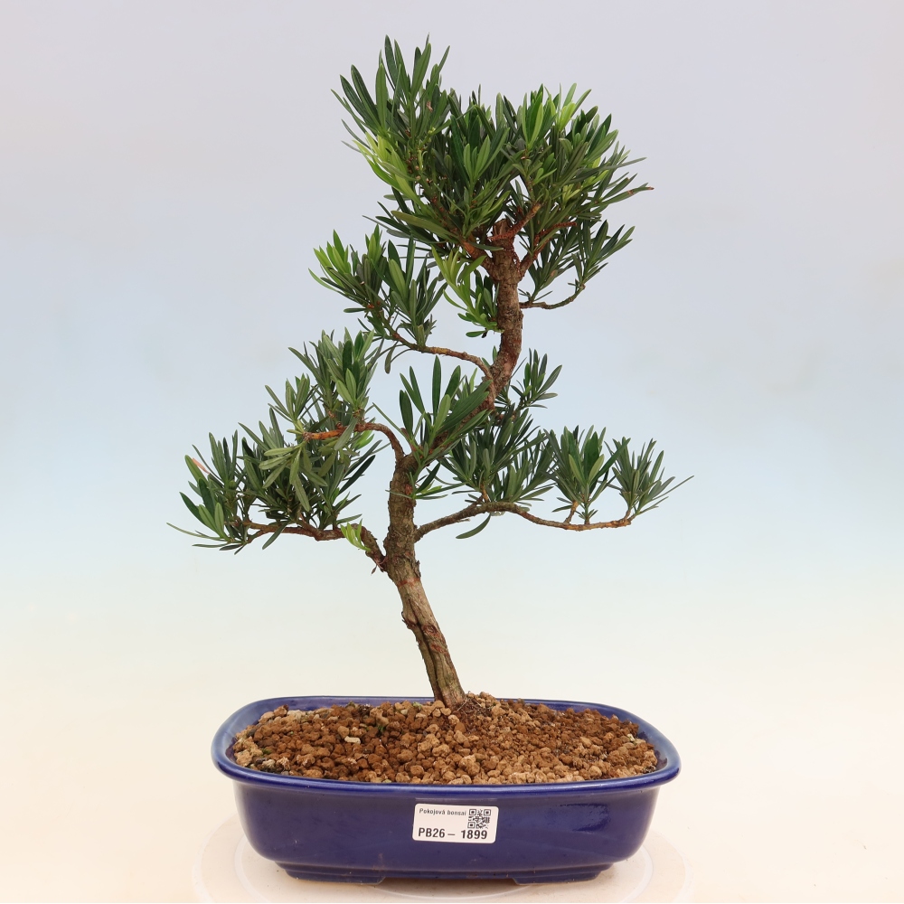 Zimmerbonsai - Podocarpus - Stein-Eibe