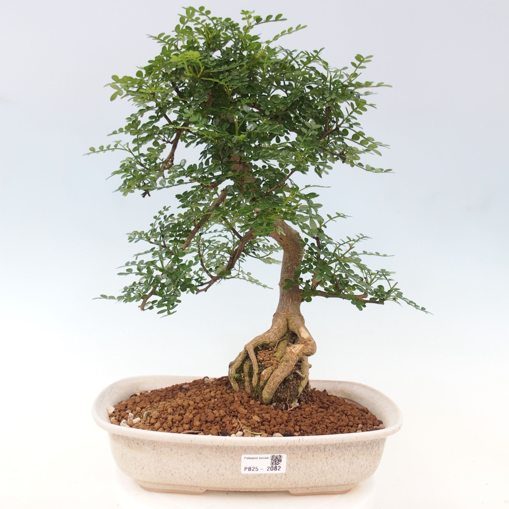 Zimmerbonsai - Zantoxylum piperitum - Pfefferminze