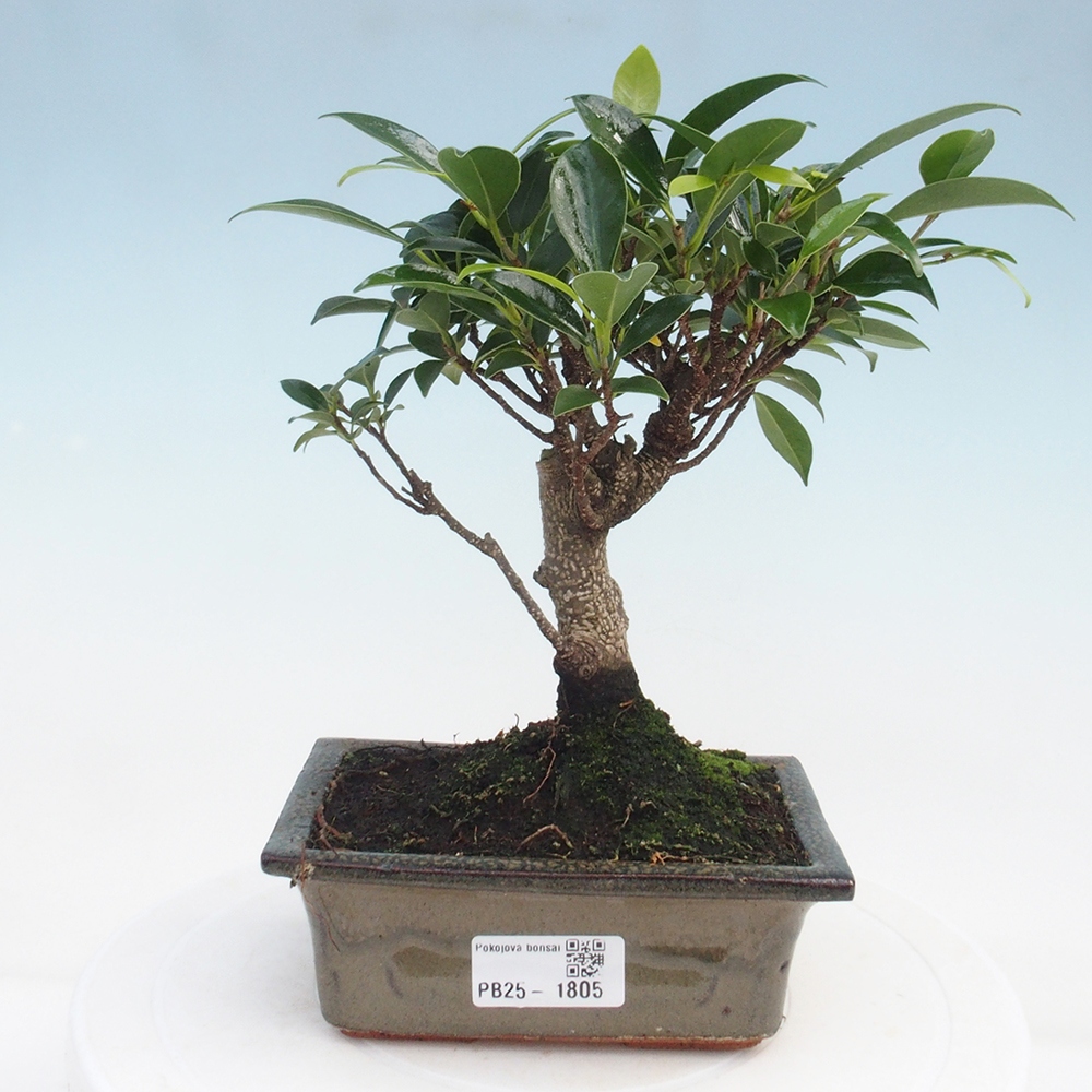 Zimmerbonsai - Ficus retusa - kleinblättriger Ficus