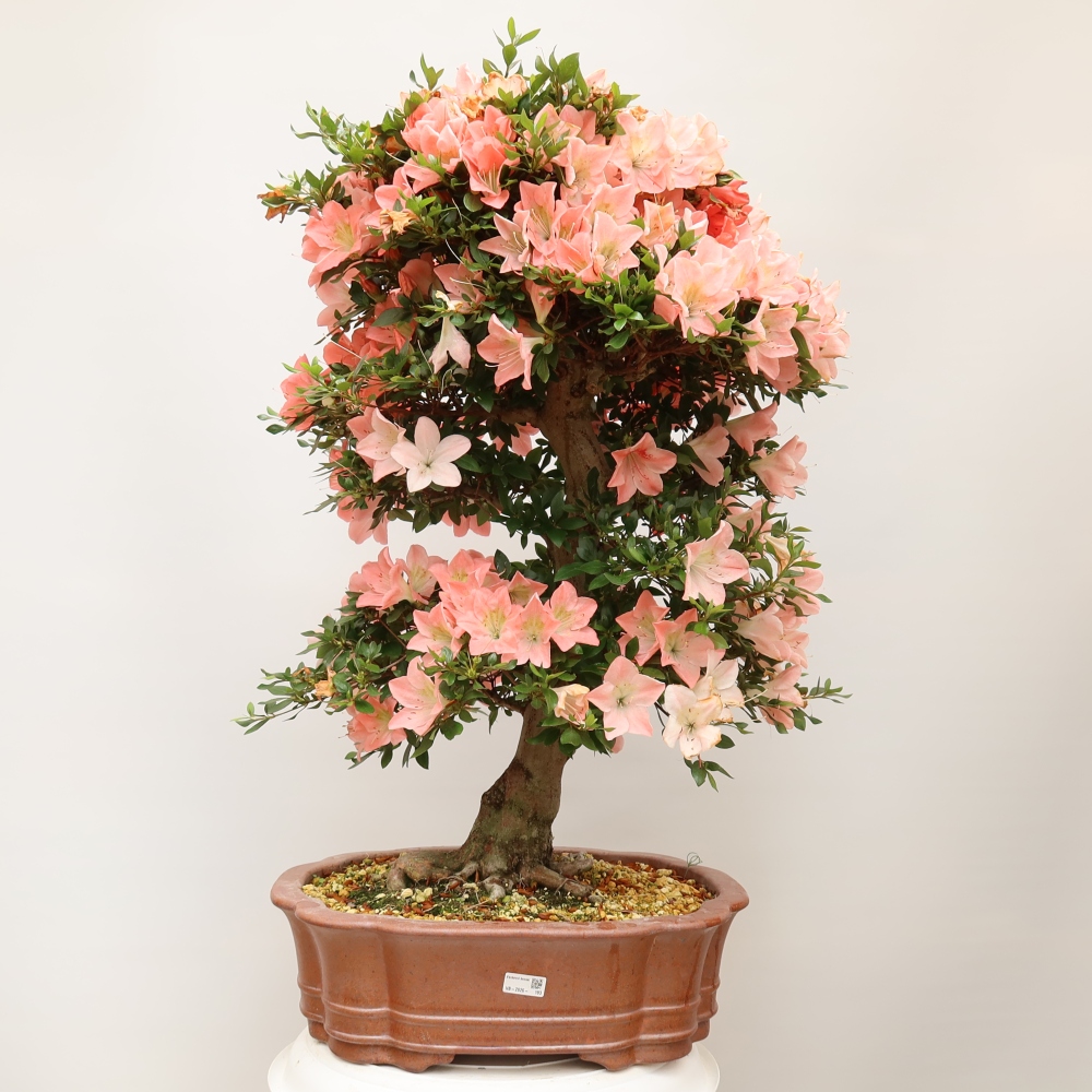 Bonsai für draußen - Japanische Azalee - Azalea Sansai