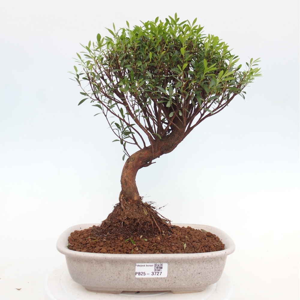 Zimmer Bonsai - Syzygium - Piment