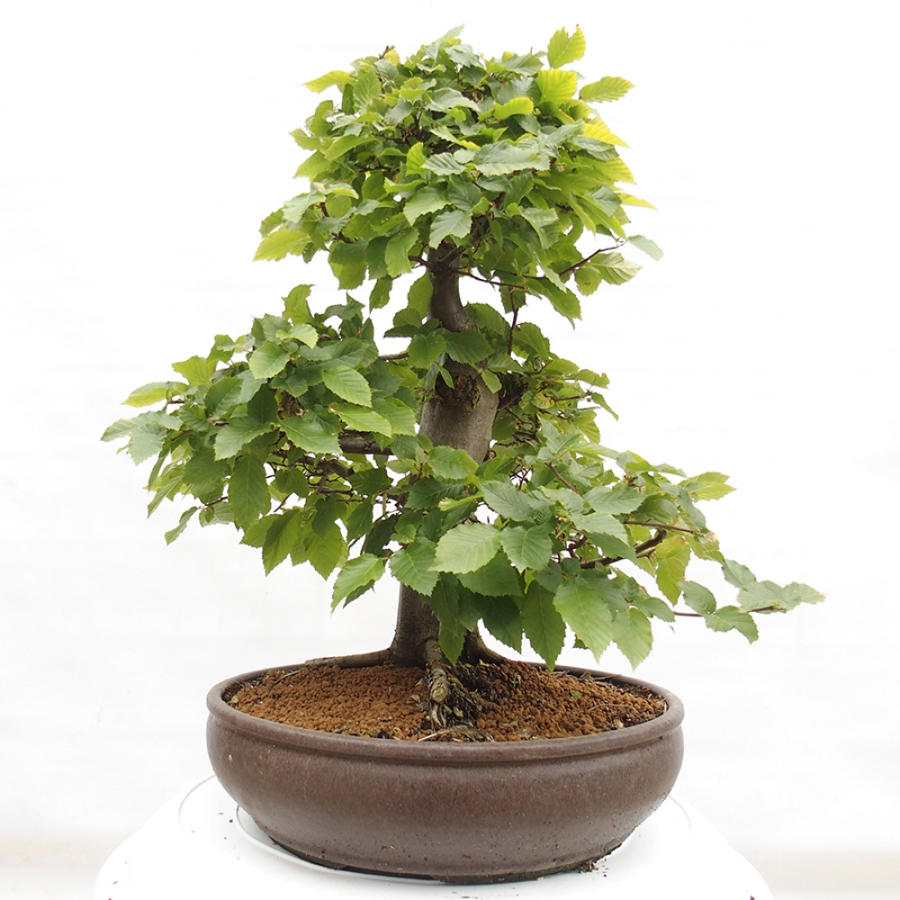 Bonsai im Freien - Hainbuche - Carpinus betulus