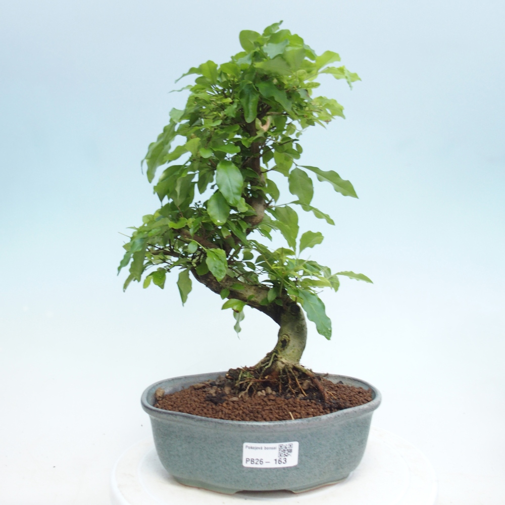 Zimmerbonsai -Ligustrum retusa - Kleinblättriger Vogelschnabel