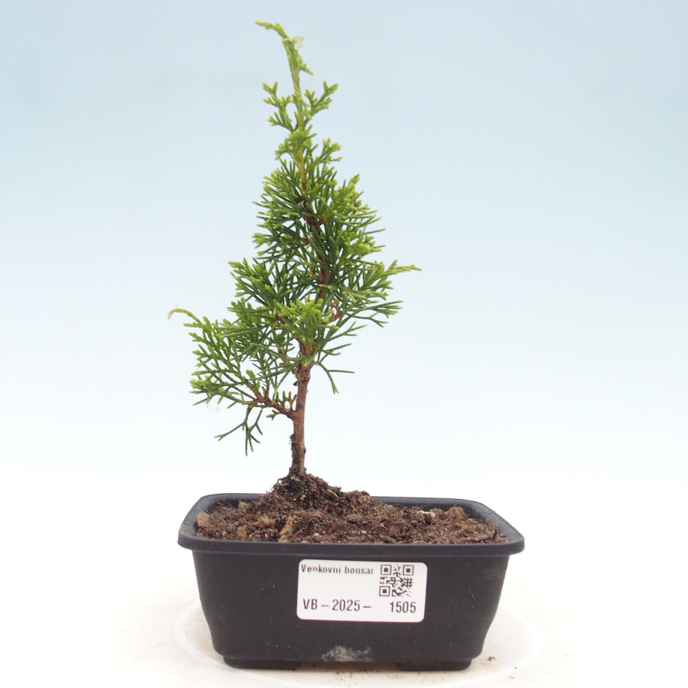 Outdoor bonsai - Juniperus chinensis Itoigawa - Chinese juniper