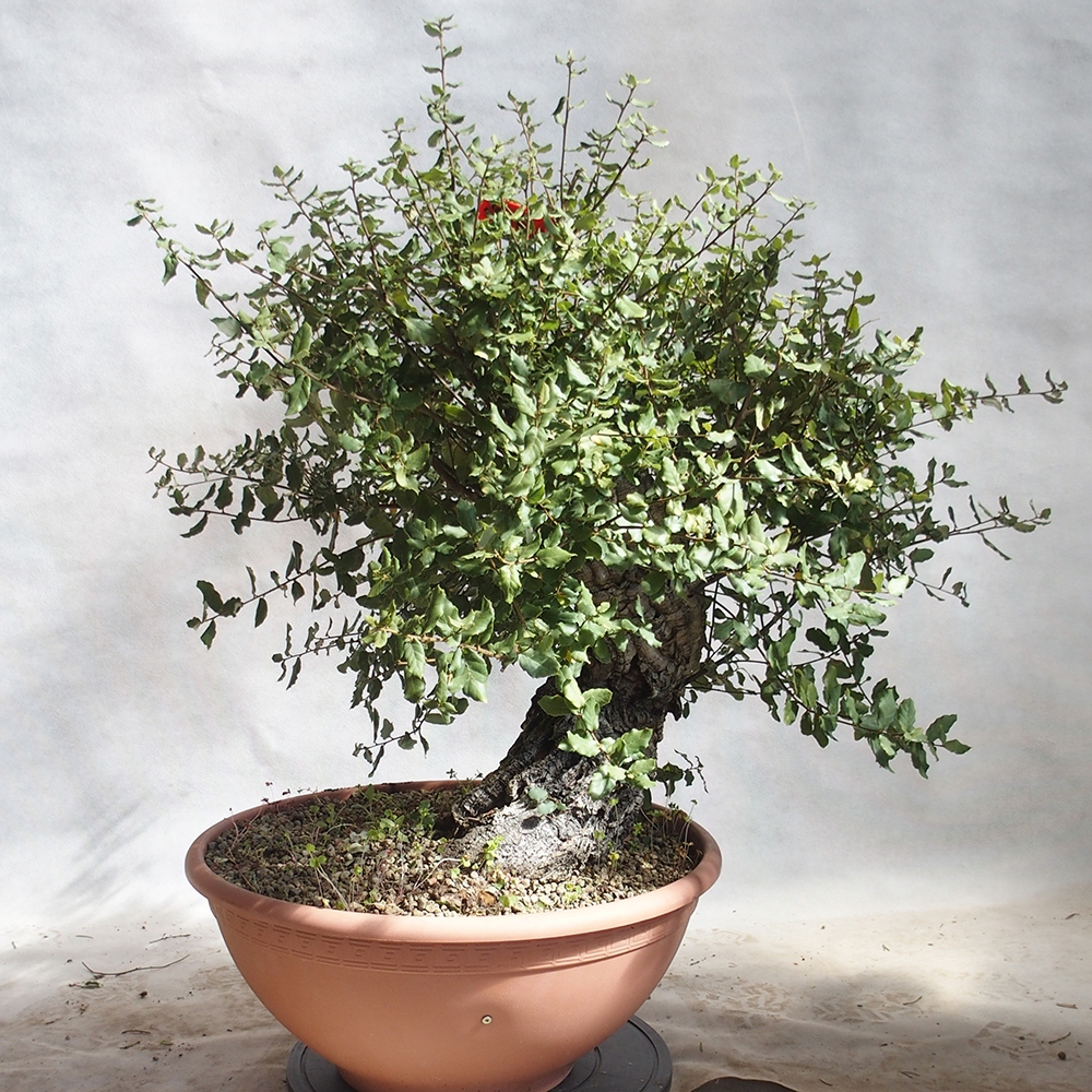 Outdoor-Bonsai Quercus suber - Kork-Eiche